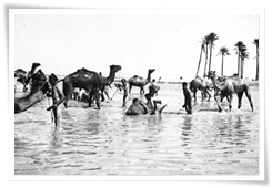Un groupe de chameaux prenant un bain