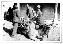 Des soldats du Croissant Rouge préparant un chameau pour le transport d'un blessé