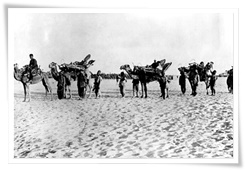 Un train de chameaux transportant des blessés