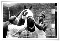Un vétérinaire soigne un cheval blessé par des éclats d’obus