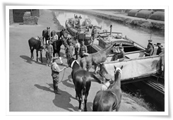 Un transport de chevaux vers un hôpital de l'arrière