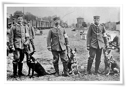 Des chiens sanitaires allemands