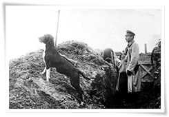 Un officier allemand et son chien sentinelle