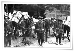 Des mulets transportant des munitions accompagnés de chasseurs alpins