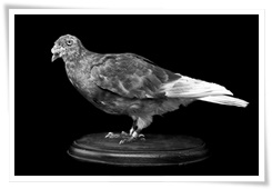 Le pigeon Kaiser