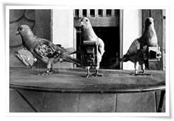 Des pigeons équipés d'un caméra par les Allemands