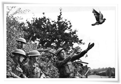 Des soldats britanniques s'entraînant au lâché de pigeon