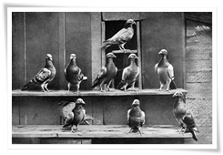 Des pigeons voyageurs